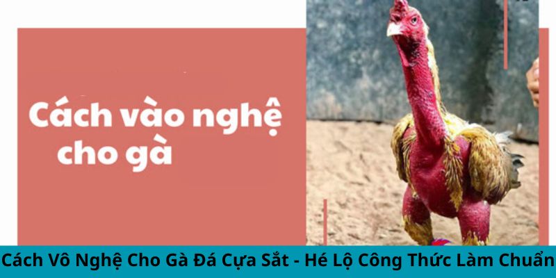 cách vô nghệ cho gà đá cựa sắt hé lộ công thức làm chuẩn