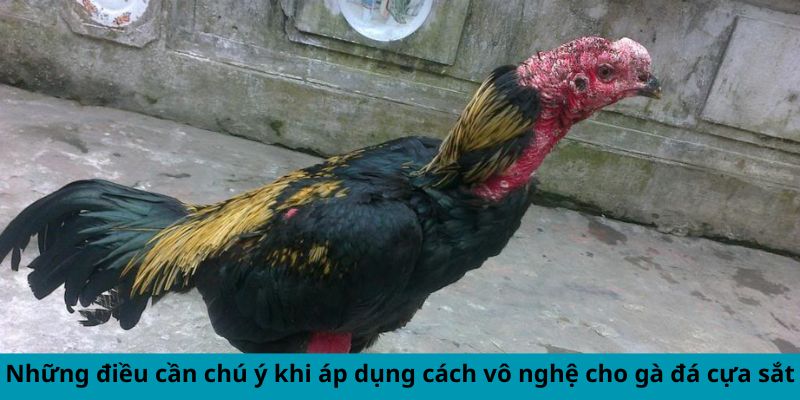 Vài điều chú ý khi áp dụng cách vô nghệ cho gà đá cựa sắt