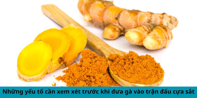 Yếu tố cần xem xét trước khi đưa gà vào trận đấu cựa sắt